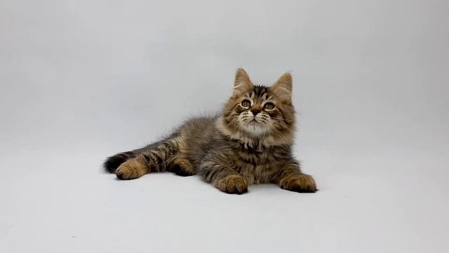 Питомник Сибирских кошек Звезда маскарада представляет Сибирский котенок LEO ч2 смотреть онлайн
