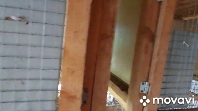 Разгром у бройлеров и кроликов. смотреть онлайн