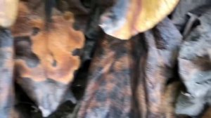 Бадан. Чигирский чай. Бергения (лат. Bergenia) Сбор и заготовка.