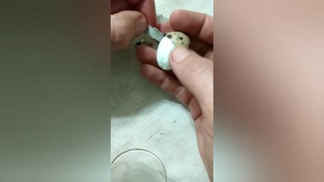 ЛАЙФХАК! Как быстро почистить варёные перепелиные яйца!! смотреть онлайн
