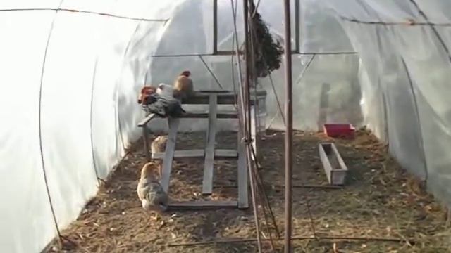 Обустройство теплицы под выгул для кур смотреть онлайн