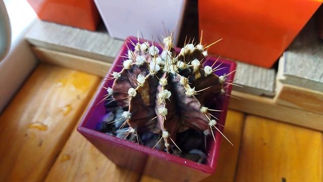 Как поливать кактус? Когда поливать кактус? Уход за кактусом. смотреть онлайн
