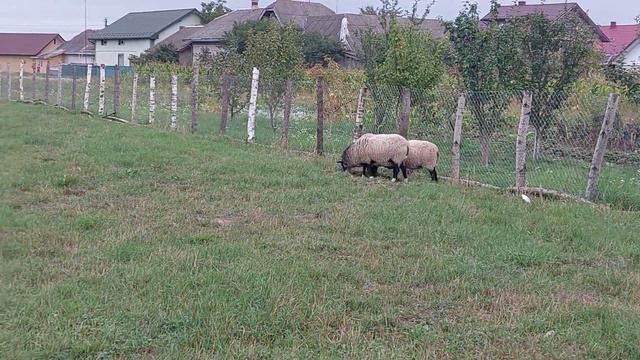 Вівці. Мої вівці на моїй дачі. Утримання і догляд. Романівські вівці. смотреть онлайн