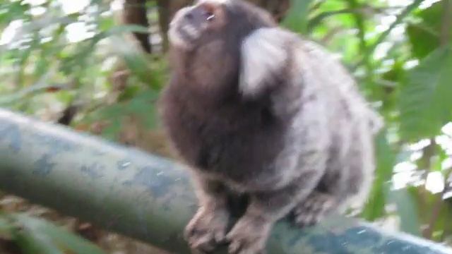 Обыкновенная игрунка в парке смотреть онлайн