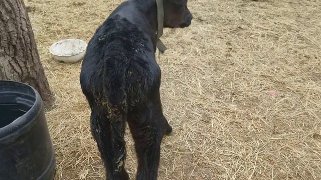 Купили теленка Покупка со слезами на глазах смотреть онлайн