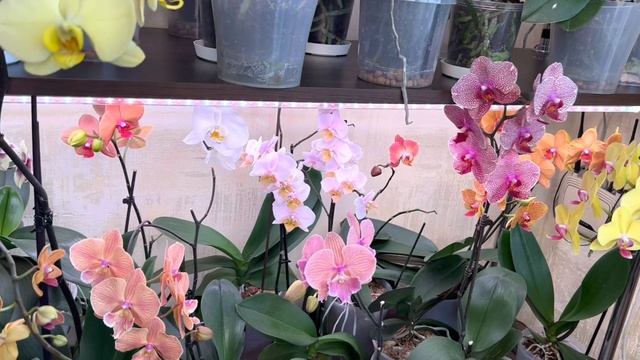 Трипсы на Орхидеях ( спасаю коллекцию ) смотреть онлайн