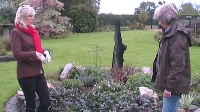 Ajuga reptans Atropurpurea смотреть онлайн