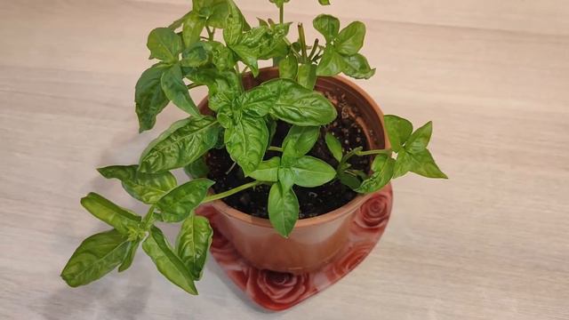 91. БАЗИЛИК. Из теплицы в горшок. Легко размножаем. На зимовку в квартиру. смотреть онлайн