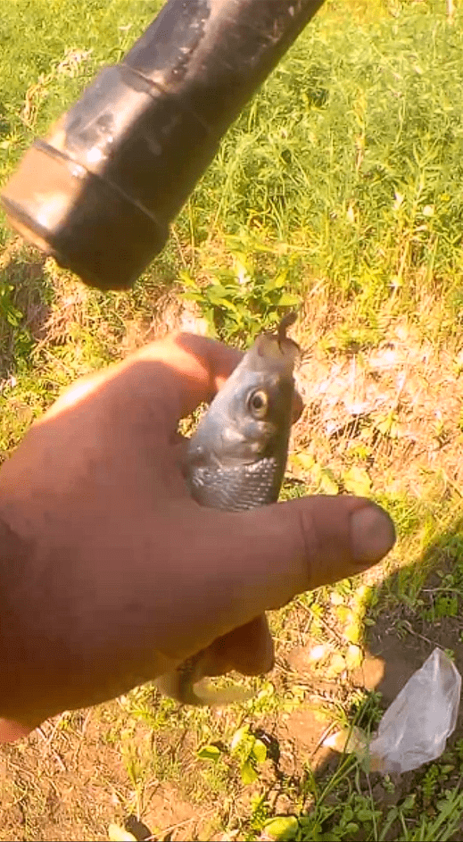 чебак на поплавок смотреть онлайн