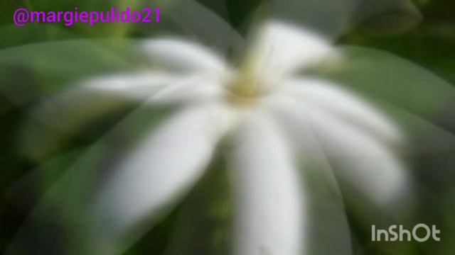 GARDENIA VARIETIES/GARDENIA PLANTS WITH NAMES @margiepulido21