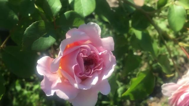 Роза Джеймс Гэлвэй (JAMES GALWAY) Подмосковье, цветение смотреть онлайн