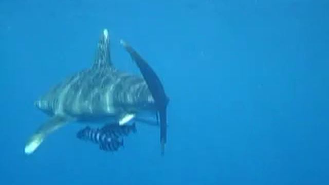 Longimanus. Sharks! Лангеманус, Белопёрая океаническая акула! смотреть онлайн