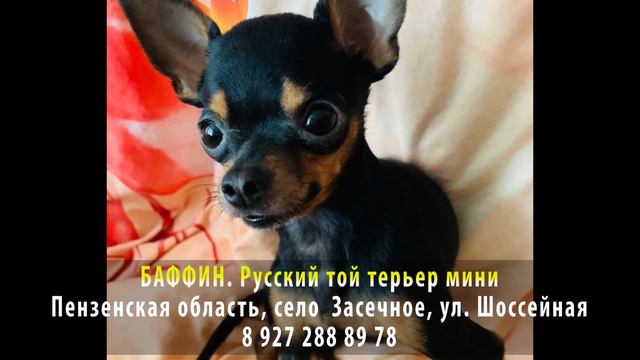 Пропала собака! БАФФИН. Русский той терьер мини. Пензенская область, село Засечное смотреть онлайн