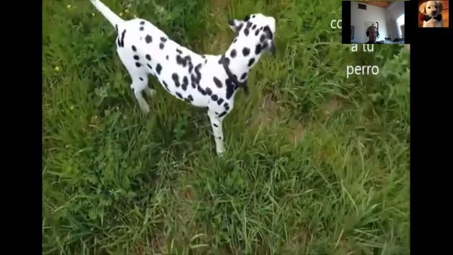 ✅el Perro DALMATA,✅ Cachorro,bebe,ladrando,jugando,cazando,caracteristicas,caracter