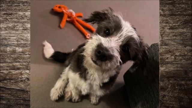 Они заглянули в печальные глаза бездомного щенка, усыновили и привезли домой за тысячи километров