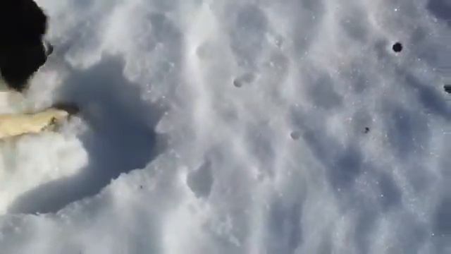 Славный пёс спас овец после страшной лавины смотреть онлайн