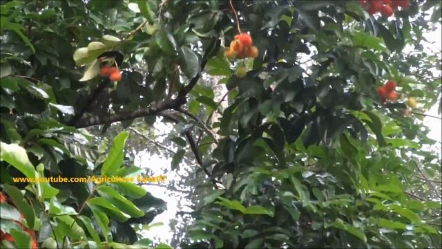 Rambutan Harvesting (Nephelium lappaceum) смотреть онлайн