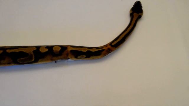 2020 Piebald - Low White Ball python - Male смотреть онлайн