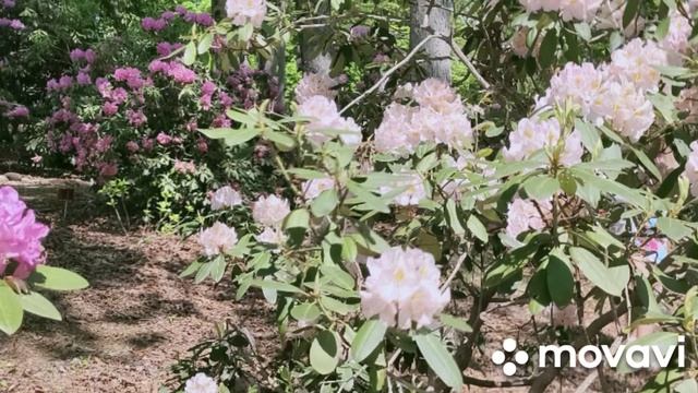 Рододендрон, азалия. Пышное цветение. Май 2021 Джорджия. смотреть онлайн