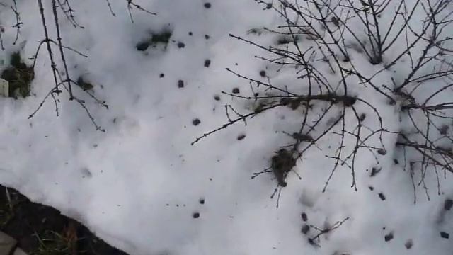 Вносим базовое питание под фундук и другие растения