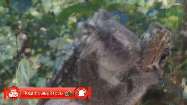 Коала - ленивец или медведь, животные Австралии, сумчатые животные