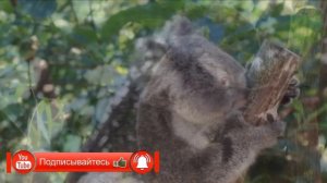 Коала - ленивец или медведь, животные Австралии, сумчатые животные