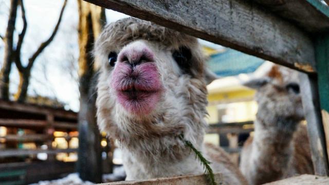 Красота страшная сила! смотреть онлайн