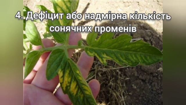 Чому жовтіє листя на розсаді помідорів?Що робити з розсадою,щоб запобігти цьому? смотреть онлайн
