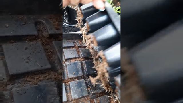 Спирея грефшейм. смотреть онлайн