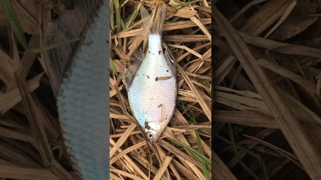 Рыбалка на лесной речке / Рыба синявка и пескарь / Река Раковка / Уссурийск / Приморский край смотреть онлайн