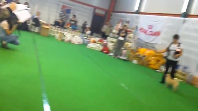 суки щенки1 смотреть онлайн