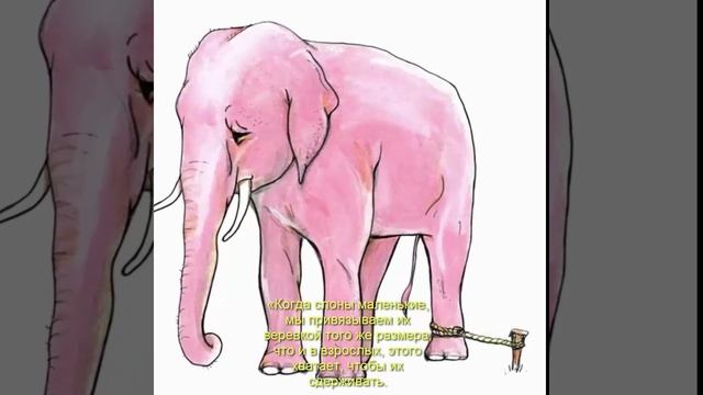 Почему слоны не сбегают на волю смотреть онлайн
