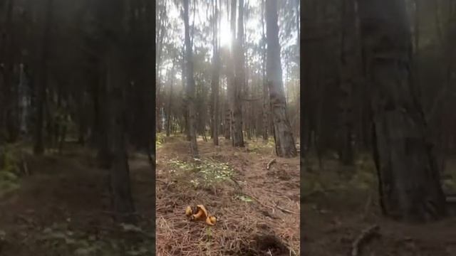 Gribnik в прямом эфире!репортаж с мест обитания Моховика Жёлто-Бурого! смотреть онлайн