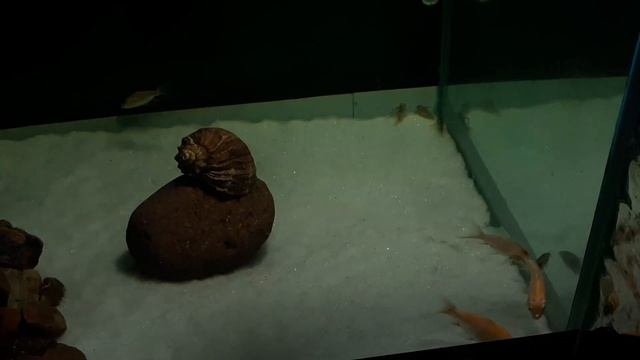 Карпы кои в аквариуме 84 день, синька закончилась точек не вижу, что делать дальше?! смотреть онлайн