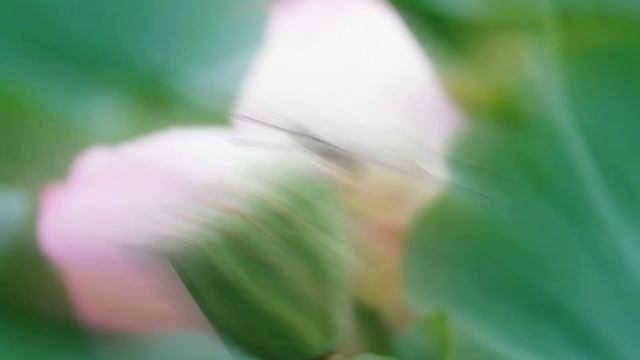 С днем Ангела Марина #Красивое видео поздравление #Красивая музыкальная видео открытка смотреть онлайн