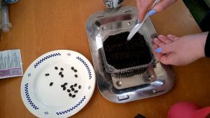 Люффа  2021/Посев семян/Всходы/Уход за всходами люффы. Luffa 2021 / Sowing seeds / Seedlings