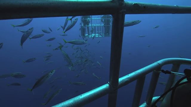 Scuba Diving with Great White Sharks смотреть онлайн