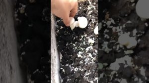 Завилась плесень в грибах что делать и как с ней бороться ?