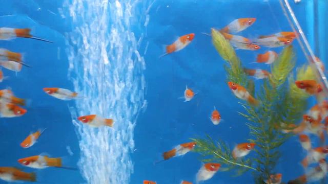 Kohaku Sword Tail смотреть онлайн
