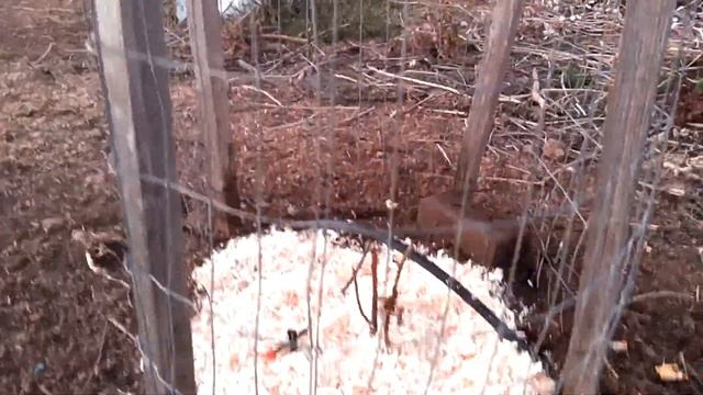 Первая посадка в грунт сезона 2020 года. Инжир сорта Узбекский жёлтый плоский. смотреть онлайн