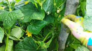 Огурец Герман F1. Как растет без должного ухода в открытом грунте в пригороде Воронежа.