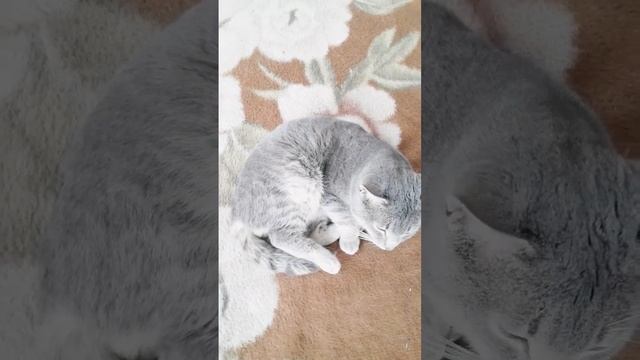 Барсик нагулялся и с хромой ногой вернулся домой. смотреть онлайн