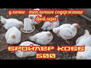 Нашему бройлеру  - 35 дней. Содержание проще некуда...