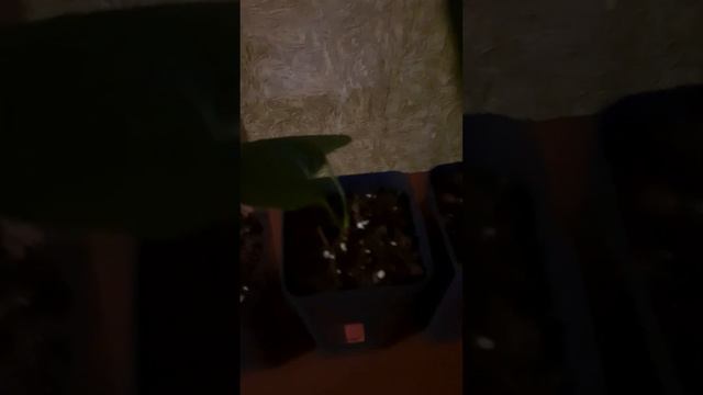 ПРОДАЮ Антуриум "Дакота". Мужское счастье. Отростки смотреть онлайн