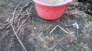 Белая Плесень на лозе после перезимовки. Частичное раскрытие виноградных кустов.