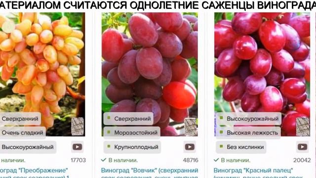 Винные Сорта Винограда смотреть онлайн