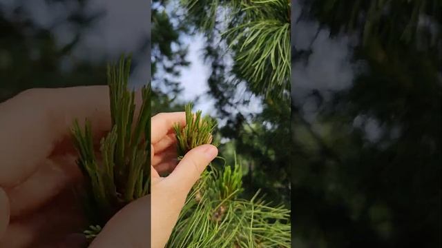 Кедр.Лето на севере.Кедровые шишки смотреть онлайн