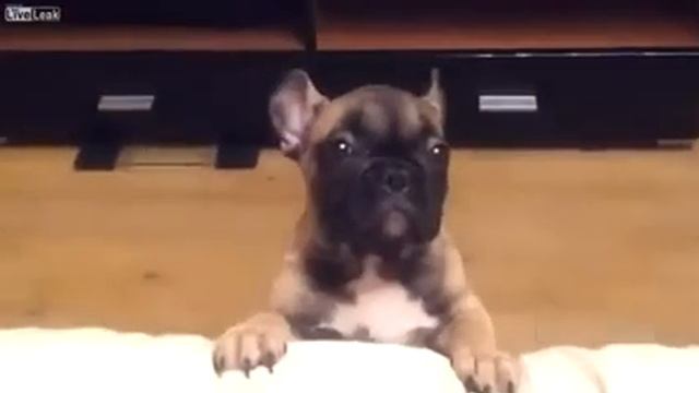 Мопс Нытик смотреть онлайн