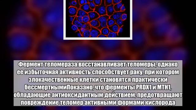 Найден способ победить бессмертные раковые клетки смотреть онлайн
