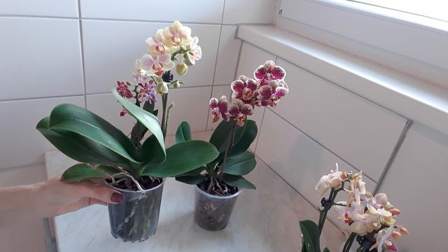 ORCHID DEHYDRATION OR ROOT ROT. Save Dehydrated Orchid. Orchid Dehydration What To Do. смотреть онлайн